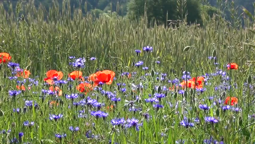 Wildflowers