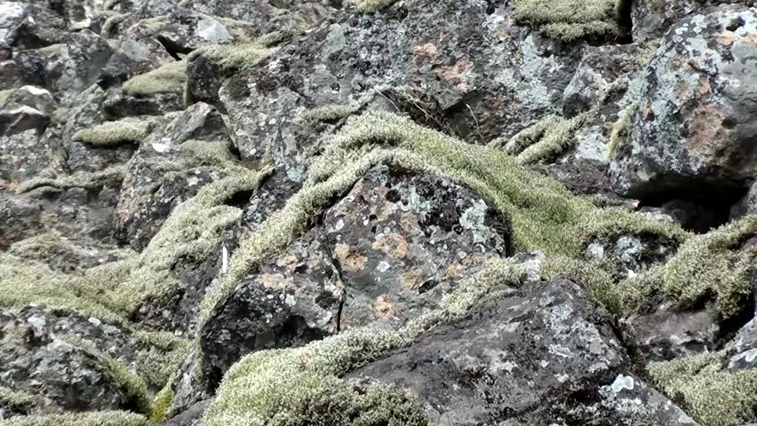 Lichen on granite stones