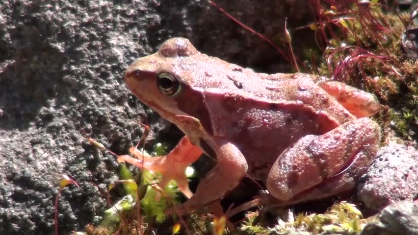 Common frog (Rana temporaria)