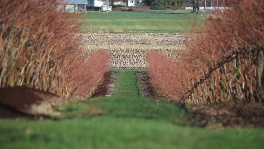 Early Spring and a farmer fertilizes his blueberry crop/Fertilizing Blueberry Crop/A small tractor tows a bin that spreads fertilizer 