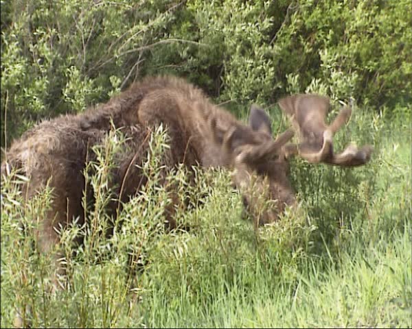 Moose bull eating twigs. Moose is an Indian word meaning "eater of twigs". In Europe, the moose is known as elk.