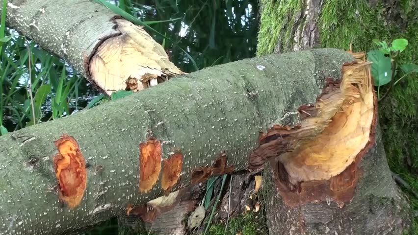 Marks showing where beaver gnawed on a tree