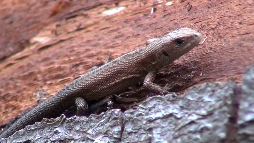 Sand lizard (Lacerta agilis)