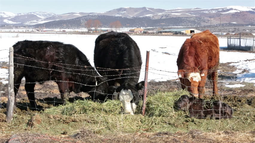 Cattle family three generation cows heifer calf winter farm. Farm ranch newborn calf and cows eating hay during winter. Black Angus breed cattle. Gentleman ranching operation for self sufficiency.