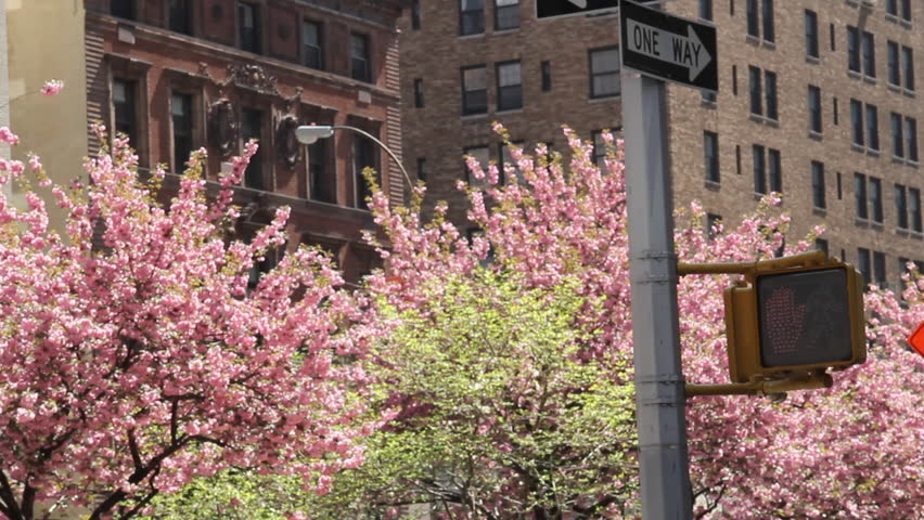 Don't Walk Sign against Cherry Blossoms on Park Avenue