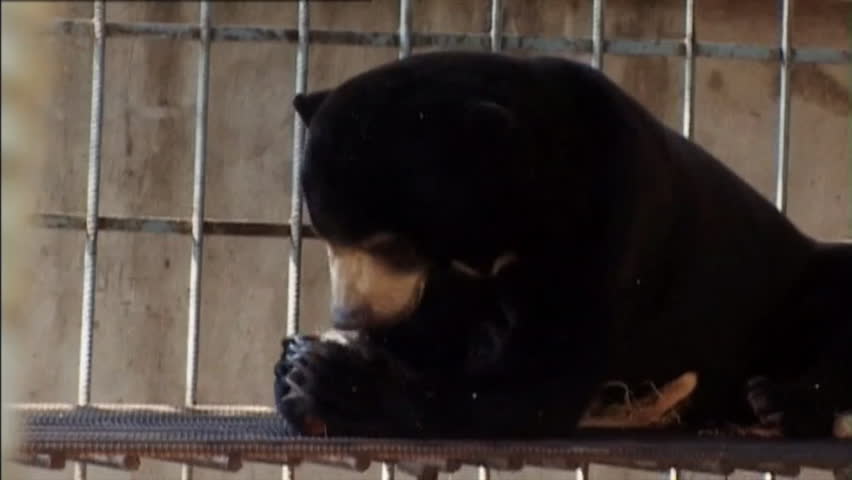 Sun Bear 23 illegally kept in cage