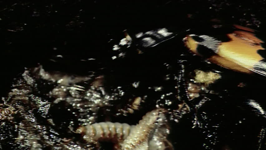 Burying beetle