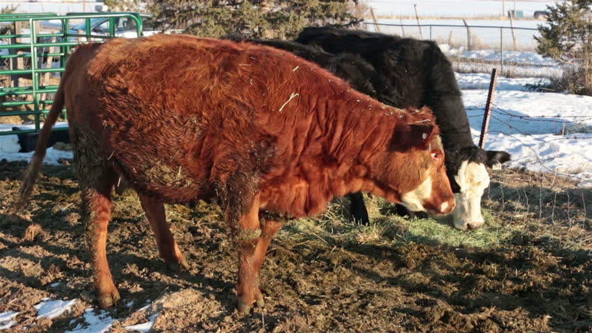 Female cow in labor lays down to start birth of calf. Farm ranch with newborn calf and cows eating hay during winter. Black Angus mixed breed cattle. Gentleman ranching operation for self sufficiency.