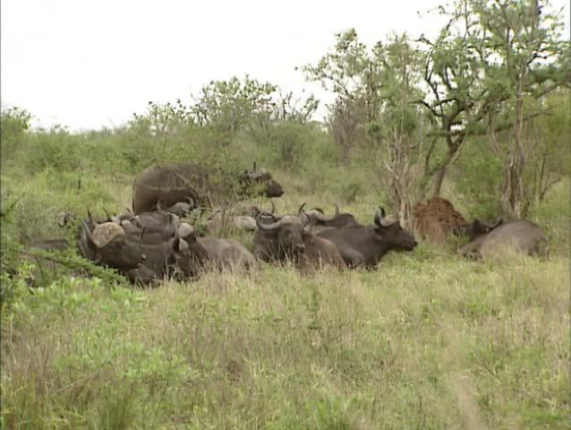 Cape buffalo herd, syncerus caffer ruminating between shrubs. Known in Africa as one of the âbig fiveâ, African buffalo are extremely powerful and deadly