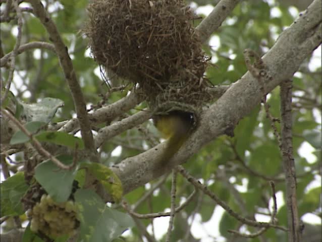 Lesser Masked Weaver, Ploceus intermedius, building nest in Kruger National Park.  The males are responsible for building the nests