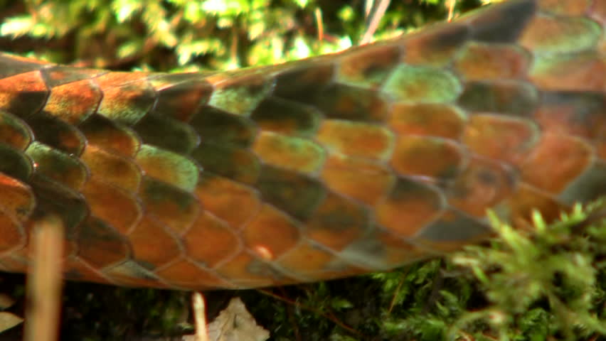 Rusty whipsnake (Chironius scurrulus) 