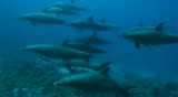 school dolphins travels in the blue water