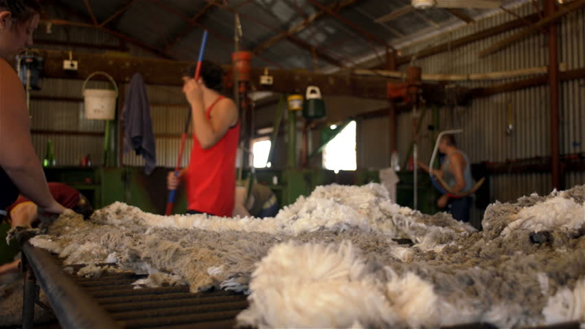 WOODANILLING, AUSTRALIA - NOVEMBER 2012: Rousabouts throwing a fleece and skirting freshly shorn wool to remove the bad wool, during shearing on a farm at Woodanilling, Australia on November 21, 2012.