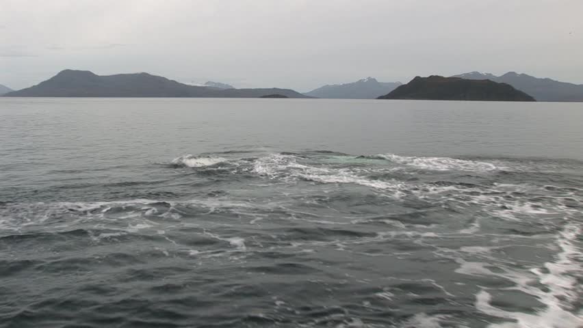 Humpbacked whale playing in the cold waters of the Chilean Patagonia 