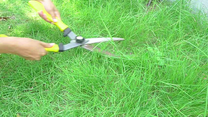 gardening - trimming grass with scissors 