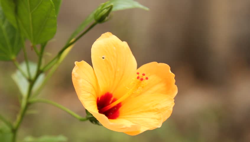 blooming floral