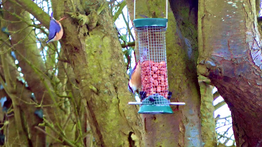Nuthatch (Sitta europaea) on a Feeder. Staffordshire March 2013