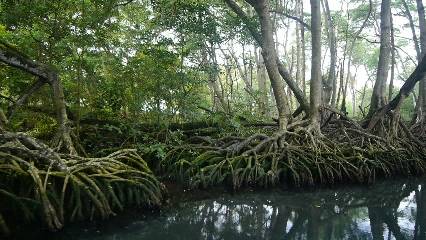 Mangrove trees in Dominican republic