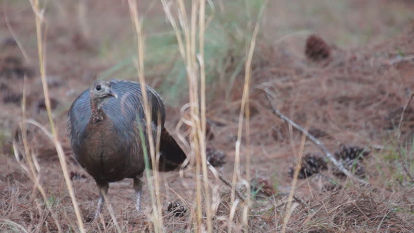 Wild Turkey hen in Florida, Osceola sub-species. March