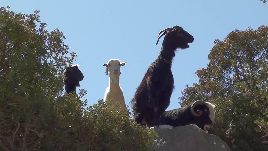 Four goats on a rock