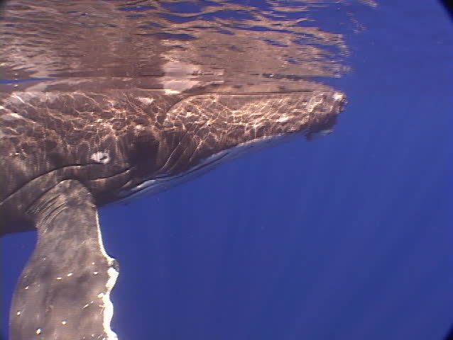 Humpback whale swims up to camera
