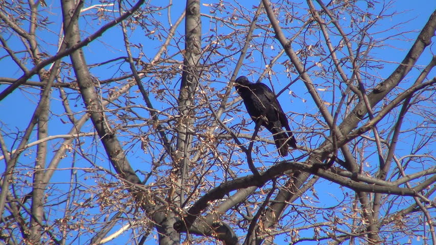 Isolated Crow Sitting on a Bare Branch, Raven on a Windy Day, Crows, Ravens
