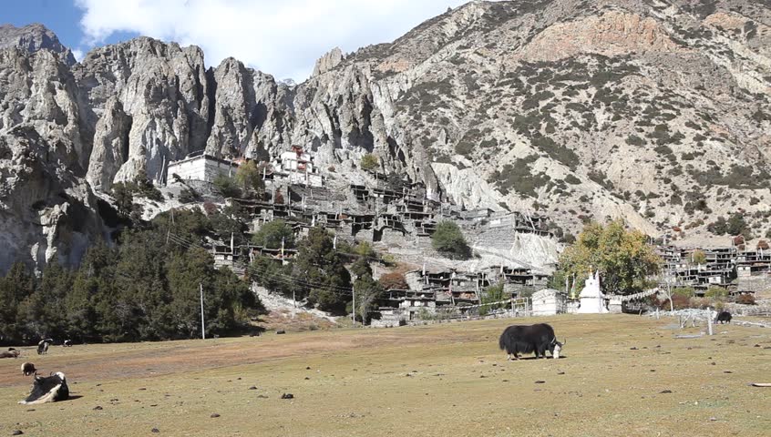 Yak grazing in the himalayas with an ancient buddhist monastery on the background.