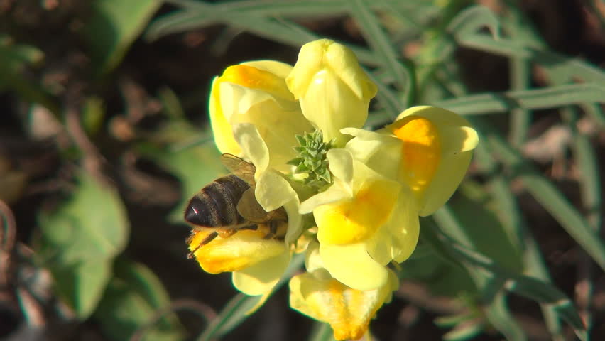 Bee Pollinating a Mountain, Field Flower, Bees Gathering Pollen, Macro
