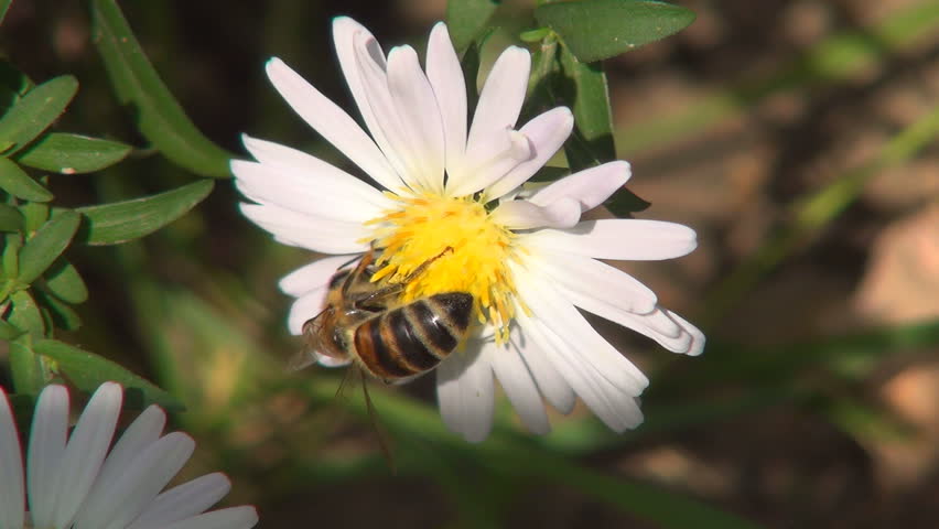 Bee Pollinating a Mountain, Field Flower, Bees Gathering Pollen, Macro