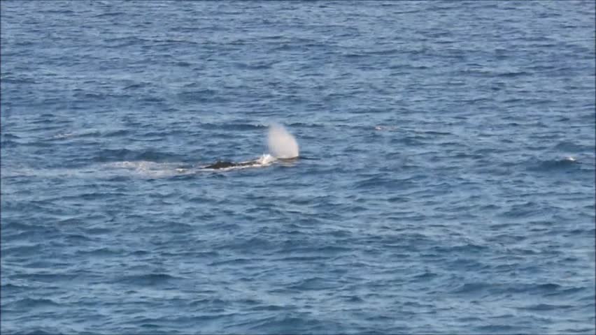 Humpback whales at Gold Coast in Queensland, Australia