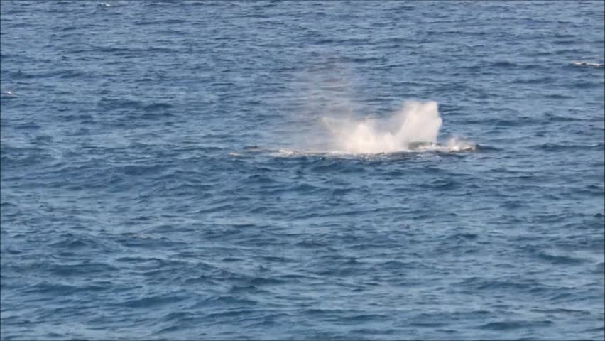 Humpback whales at Gold Coast in Queensland, Australia