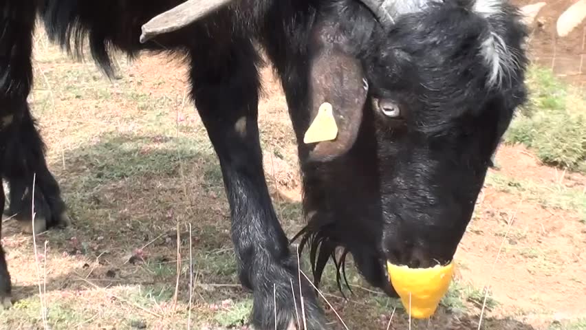 Goat eating out lemon peel, zoom in
