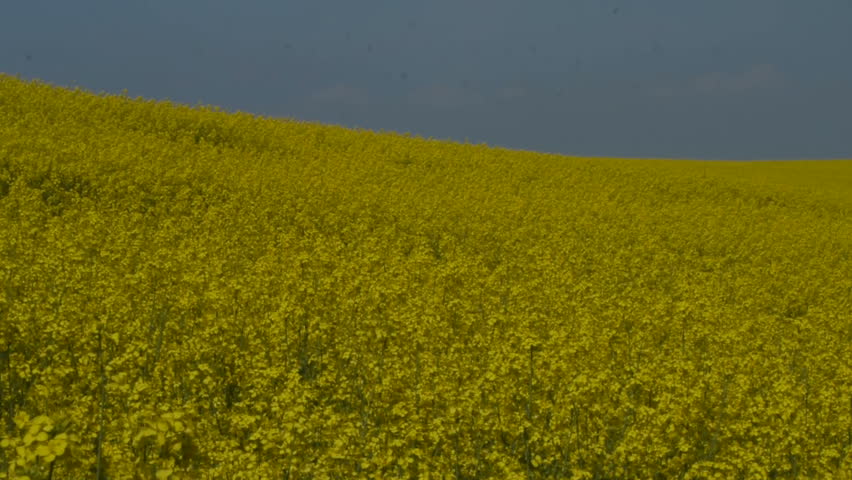 Yellow oilseed rape field. Alternative energy. 