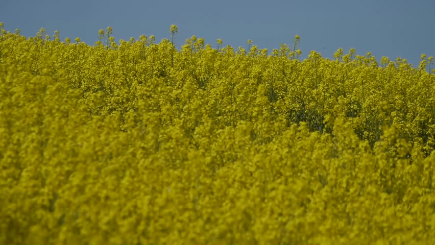 Yellow oilseed rape field. Alternative energy. 