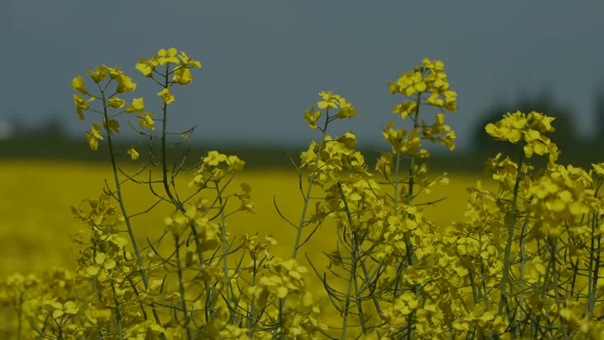 Yellow oilseed rape field. Alternative energy. 