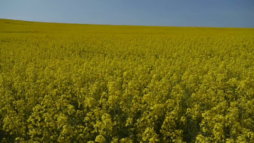Yellow oilseed rape field. Alternative energy. 