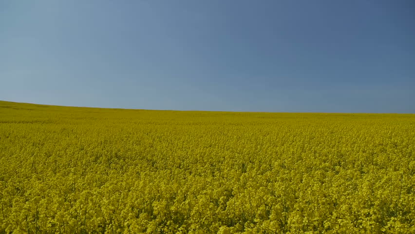 Yellow oilseed rape field. Alternative energy. 