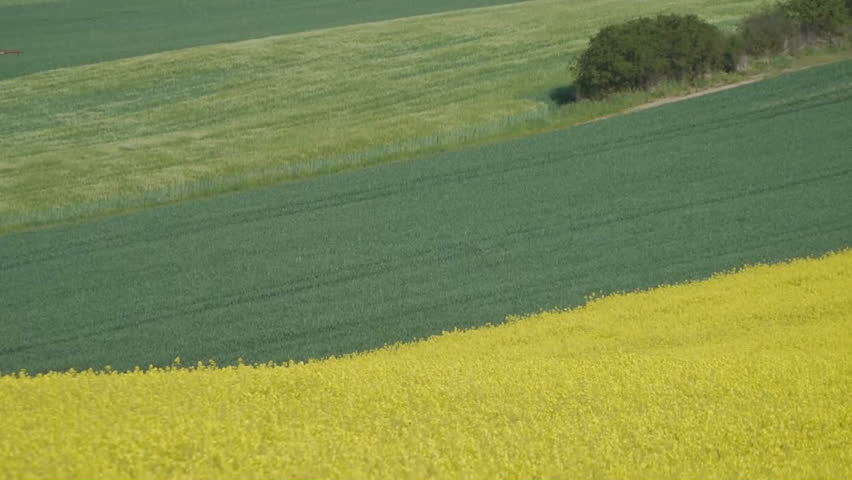 Yellow oilseed rape field. Alternative energy. 