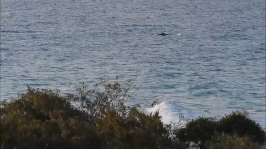 Surfers and a Humpback whale at the Gold Coast of Australia