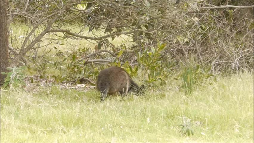 Australian wallaby
