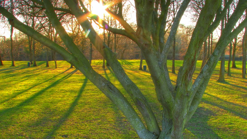 Sunset beams through trees, HD time lapse clip, high dynamic range imaging (HDR)