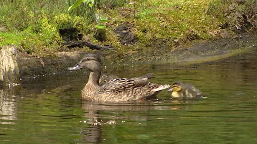 Wild Duck female mallard - anas platyrhynchos with ducklings in pond. Only the female incubates the eggs and takes care of the ducklings