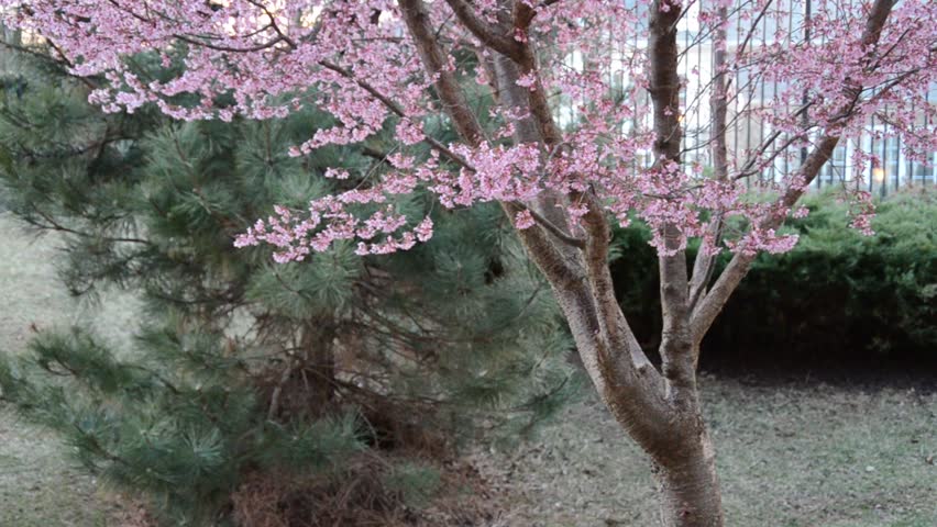 The Sounds of Spring, and Pink Cherry Blossom Tree