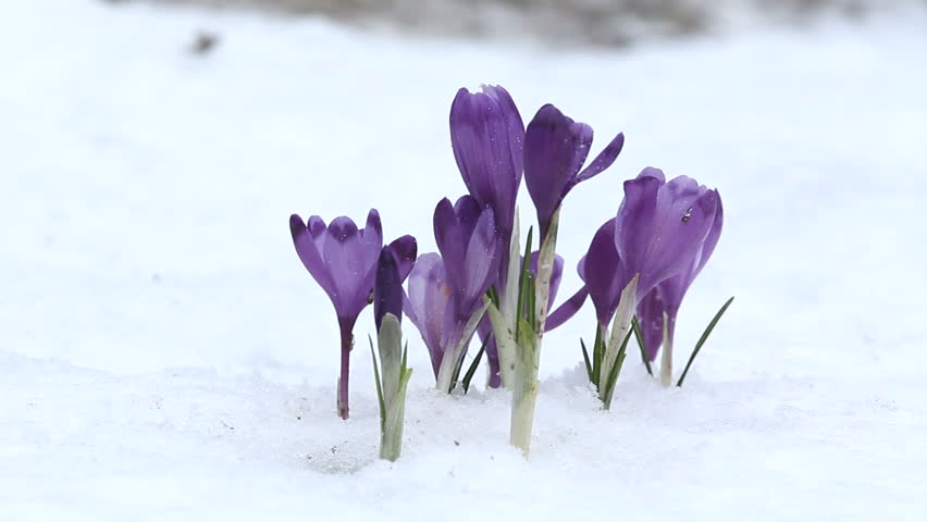 Group of early violet crocus endure winter cold