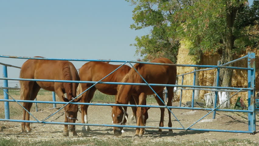 Young stallions are eating hay in paddock.