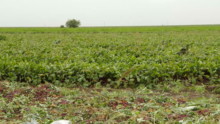 Panoramic shot of beetroort plantation,then a view of sacks full of beets.