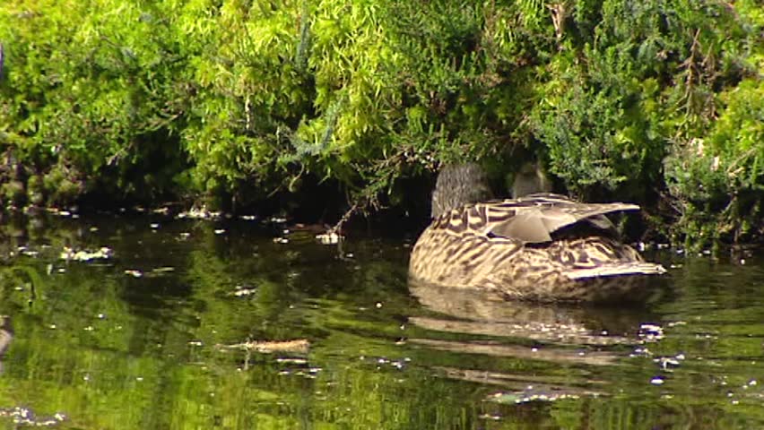 Wild Duck female mallard - anas platyrhynchos with ducklings in pond - close up. Only the female incubates the eggs and takes care of the ducklings