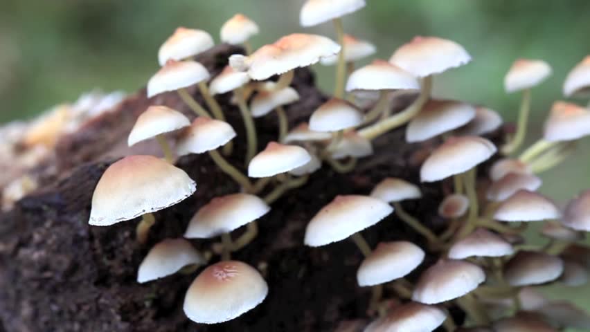 Wild Mushroom / Fungus in Thailand.