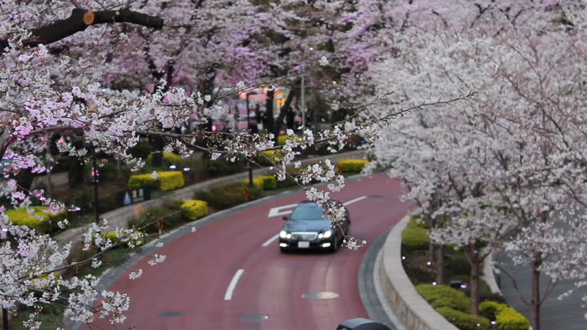 Cars on Tokyo road with cherry blossoms