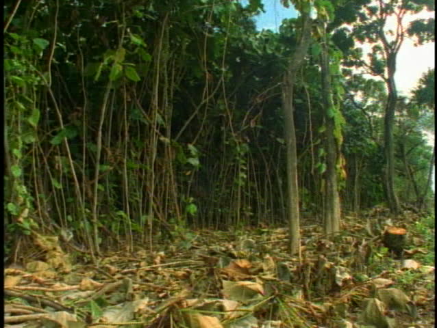 Deforesting rain forest, felled trees, tree down